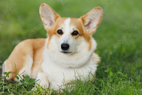 Red and white Welsh corgi of the Pembroke breed lies on a blurry background of green grass.
