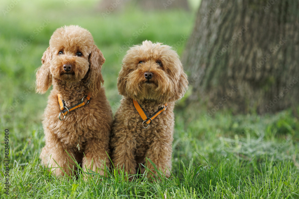 Fototapeta premium Little chocolate poodles on the grass. A pet in nature.