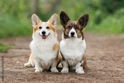 Fotografie Portrait of two Welsh Corgi dogs of the Pembroke breed in nature.