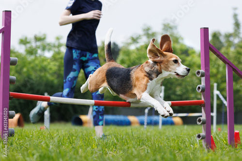 Beagle at outdoor competitions in sunny summer time. Overcoming obstacles for dexterity. Agility.