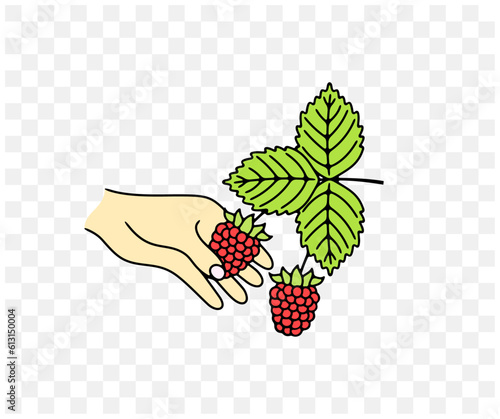 Picking raspberry, razzberry, fence berry, stash berry, plant and food, colored graphic design. Berry, berries, tayberries, fruit and meal, agriculture and agricultural, vector design and illustration