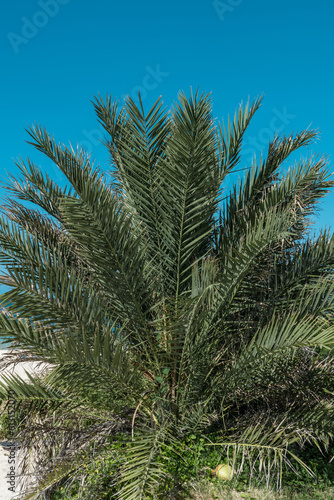 Phoenix dactylifera  commonly known as the date palm  is a flowering-plant species in the palm family  Arecaceae  Lanikai Beach  Honolulu  Oahu  Hawaii