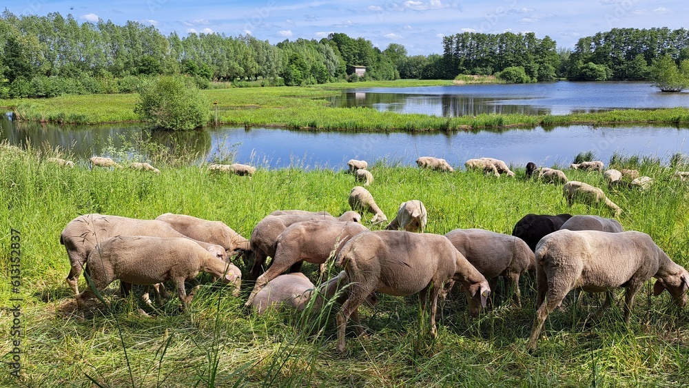 Obraz premium Schafherde an der Emsquelle