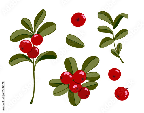 Lingonberry plants set. Cowberry vector illustration. Northern red forest berries and branches with leaves isolated on white background. Hand drawn cartoon healthy food with vitamins and antioxidants
