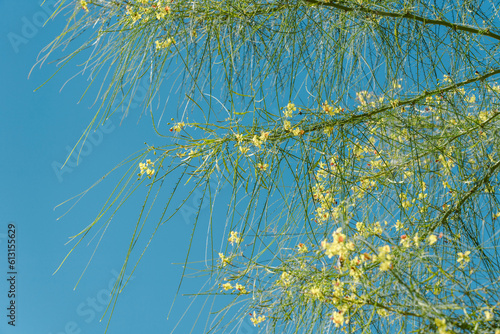 Parkinsonia aculeata is a species of perennial flowering tree in the pea family, Fabaceae. palo verde, Mexican palo verde, Parkinsonia, Jerusalem thorn, jelly bean tree, palo de rayo,  retama. Yermo
 photo