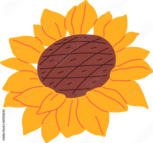 Sunflower Flower Head