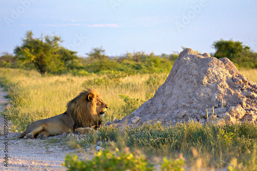 A lion resting near a termite mound photo