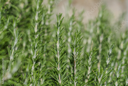 Salvia rosmarinus commonly known as rosemary, is a shrub with fragrant, Rosmarinus officinalis, Las Vegas Blvd S. Gardening and Landscaping in Las Vegas, Nevada