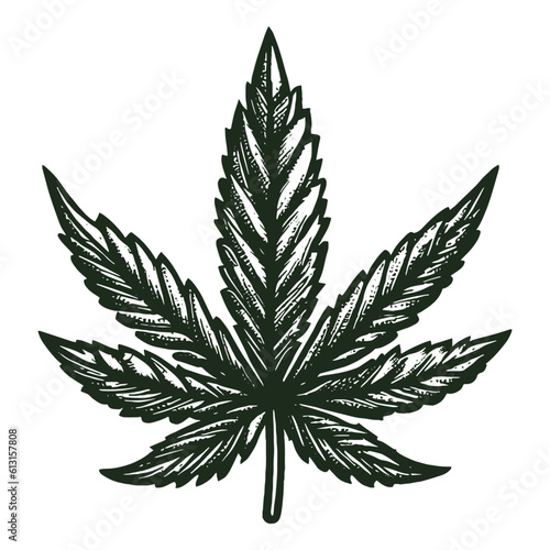 cannabis leaf vector sketch