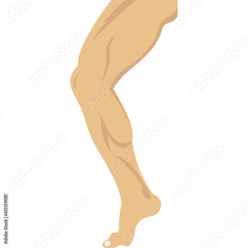 Leg