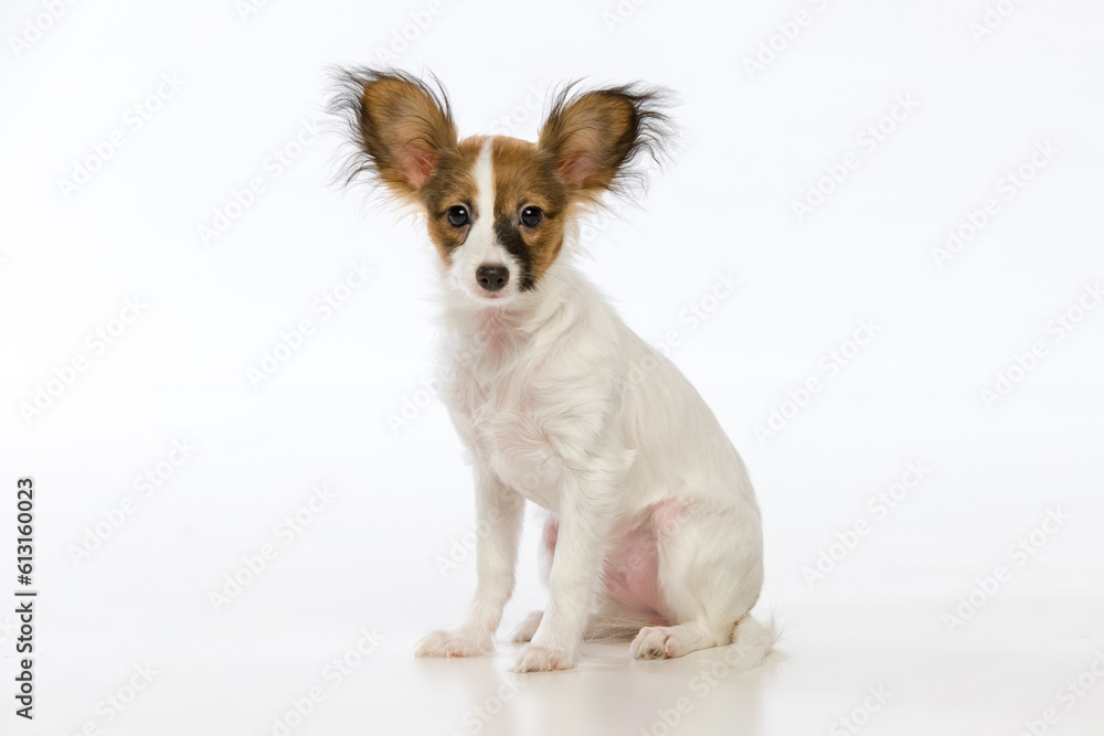 Papillon puppy on a uniform background