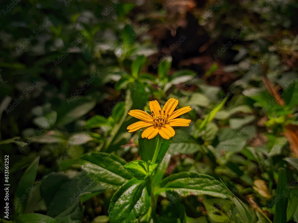 yellow flower in the garden yellow flower in the garden