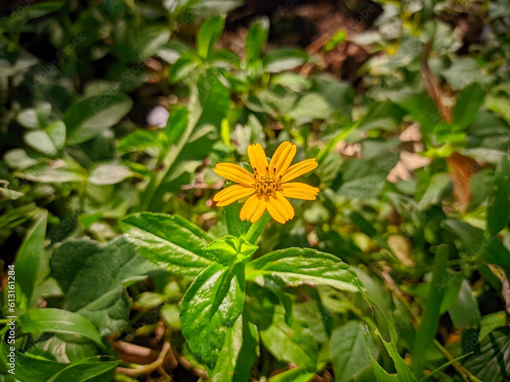 yellow flowers in the garden