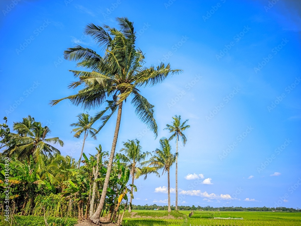 Naklejka premium palm trees and blue sky