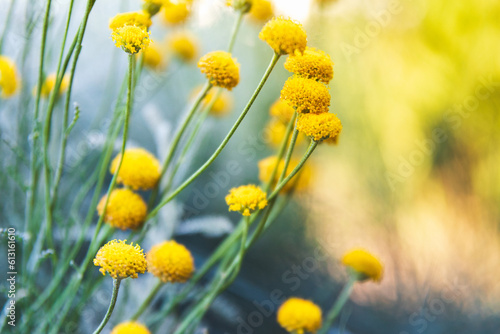 Fresh summer yellow flowers in the garden background. © Roman