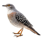 Cuckoo isolated on the transparent background PNG. Top view. AI generative.