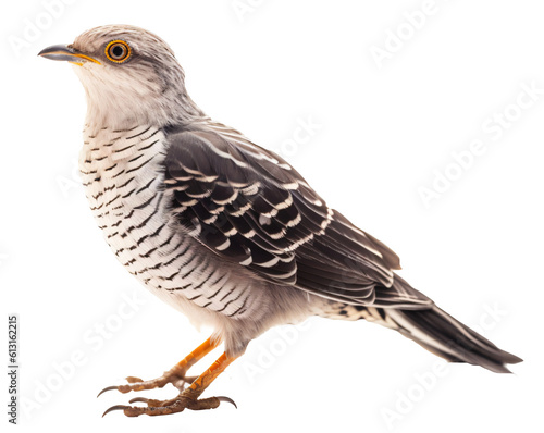 Cuckoo  isolated on the transparent background PNG. Top view. AI generative.