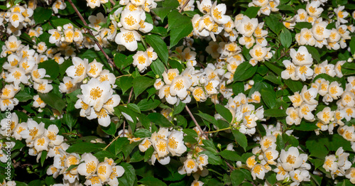 Close up of jasmine flowers in a garden.