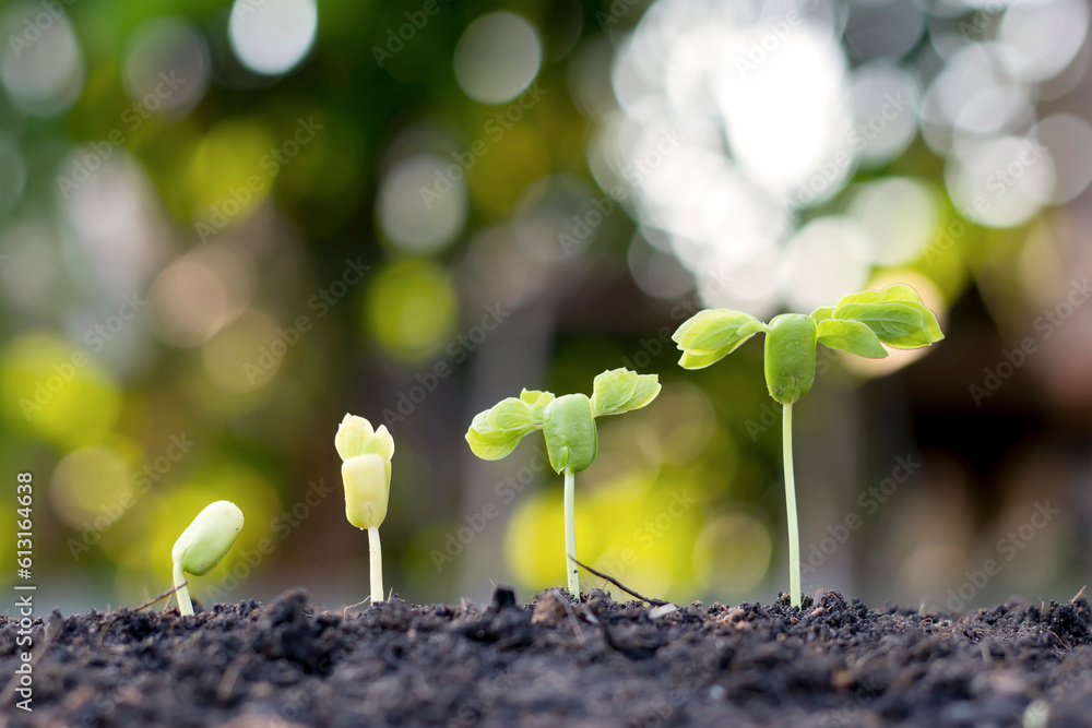 Small trees of different sizes on a green background, the concept of ...