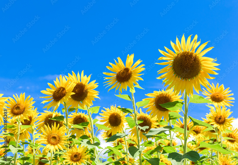 Sunflower is blooming under the clear blue sky.