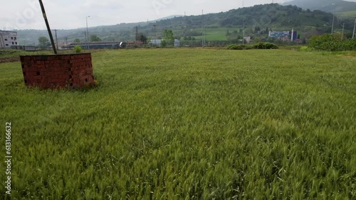 Aerial top view of green wheat or oat field