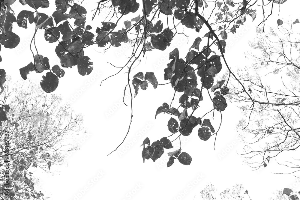 Naklejka premium Silhouette leaf or branch isolated on white background.