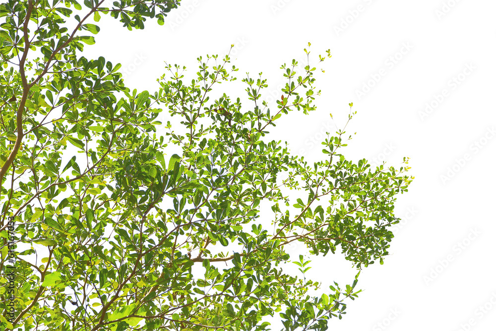 green leaf or tree branch isolated on white background.Selection focus. green leaf or tree branch isolated on white background.Selection focus.