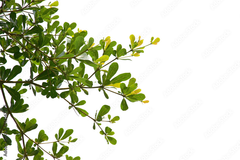green leaf or tree branch isolated on white background.Selection focus.