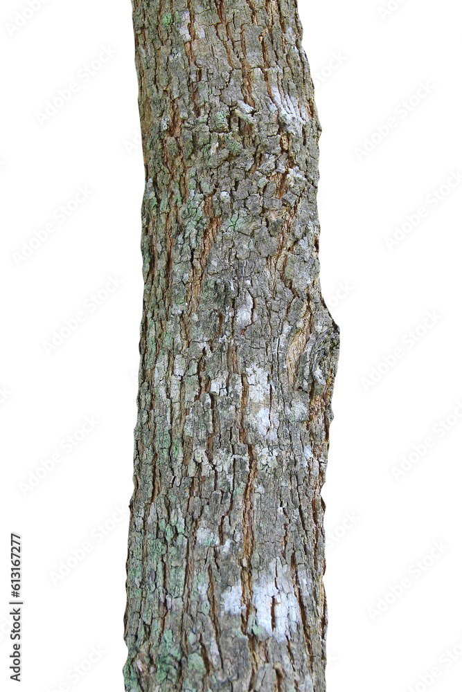 Tree trunk isolated on white background.It clipping path.