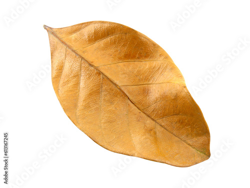 dry leaf isolated on white background.