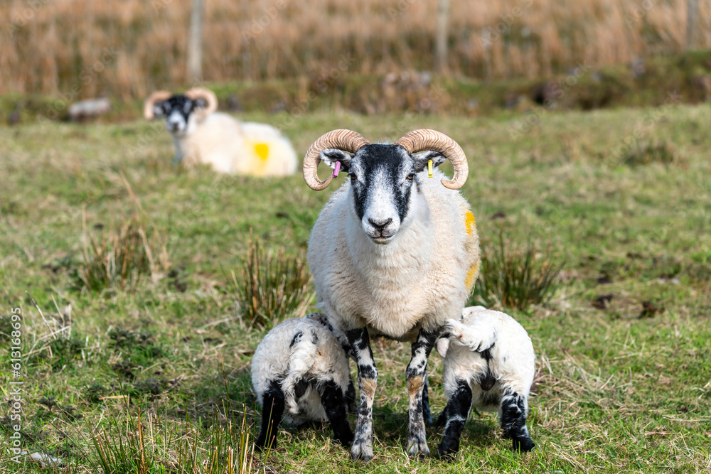 Fototapeta premium Scottish sheep with baby on the pasture, Highlands, Scotland, Isle of Skye