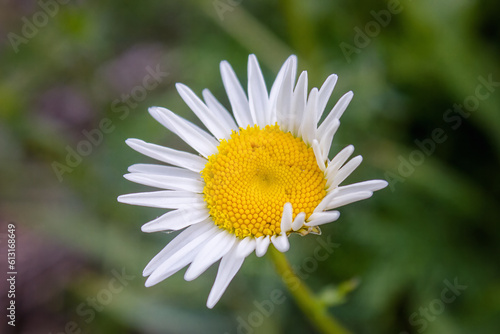 Common daisy Bellis perennis in bloom   Ox-eye oxeye daisy flower leucanthemum vulgare close up with blurred background wild wildflower