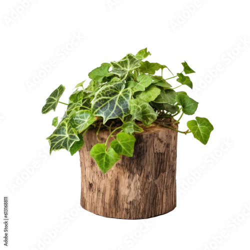 green ivy plant on wooden tree  Log Isolated on Transparent Background Generative AI