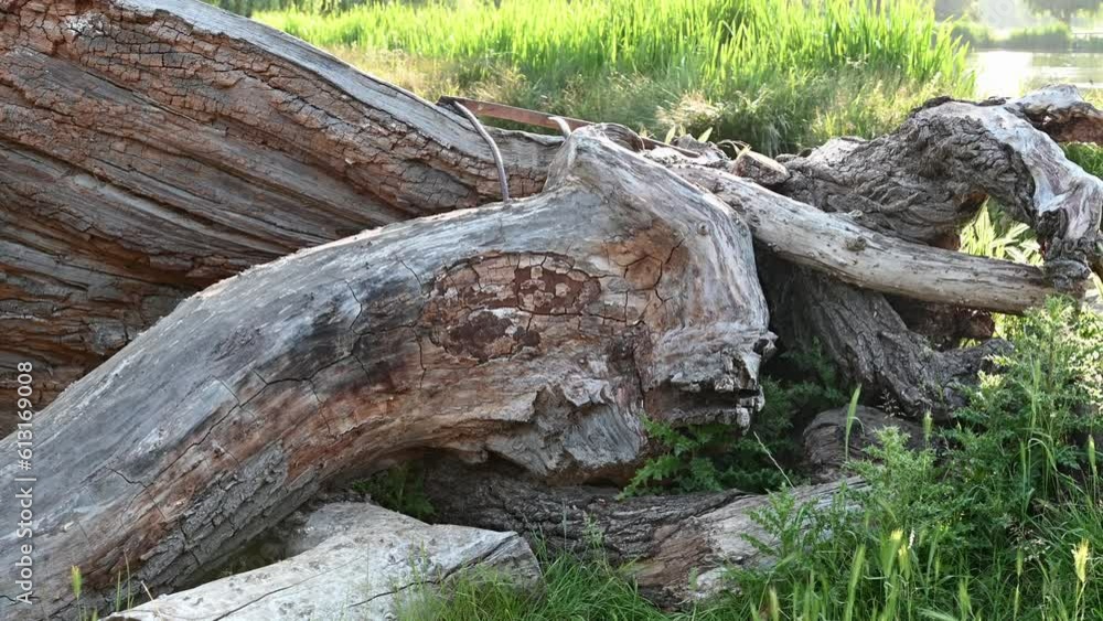 Fallen tree left to rot and decay after drying out because of climate change Fallen tree left to rot and decay after drying out because of climate change