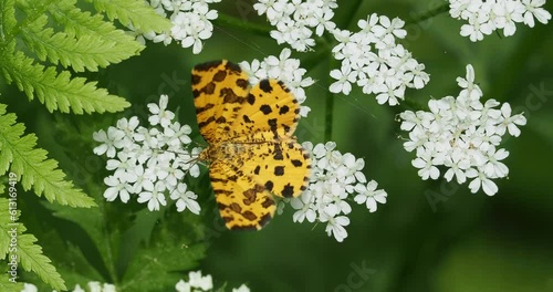 Speckled yellow moth or Pseudopanthera macularia foraging for nectar on a daucus carota flower
 photo