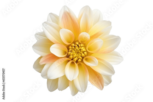 Wallpaper Mural Elegant Blossom: Rose Flower Isolated on Transparent Background Generative AI Torontodigital.ca