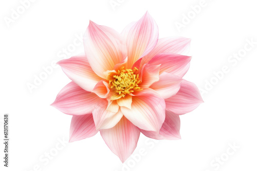 Elegant Blossom  Rose Flower Isolated on Transparent Background Generative AI
