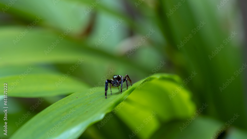 Spider on a leaf, (Jumping spider) in silver blue, Nature's Creations . Salticidae Spider on a leaf, (Jumping spider) in silver blue, Nature's Creations . Salticidae