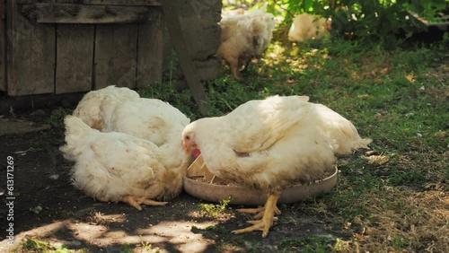 broilers on the farm. breeding of broilers. broilers eat feed. A herd of broilers.