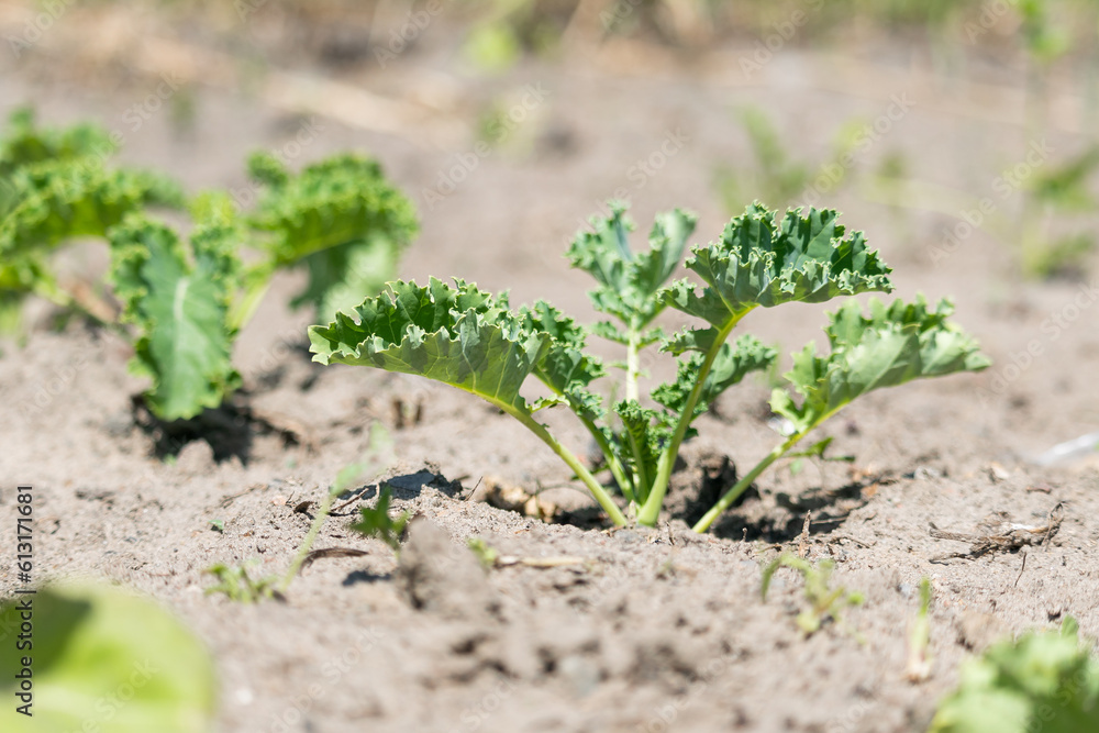 Curly kale plants in raised garden planter. Group of almost mature green curly kale plants planted in a row. Known as Starbor Kale, Leaf Cabbage. Picture of kale plantation. Healthy lifestyle concept. Curly kale plants in raised garden planter. Group of almost mature green curly kale plants planted in a row. Known as Starbor Kale, Leaf Cabbage. Picture of kale plantation. Healthy lifestyle concept.