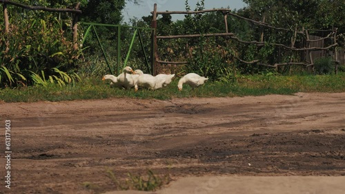 Flock of white geese on green grass. Geese eat grass. Geese walk on the farm. Breeding geese on a poultry farm. Rural landscape with thickets.