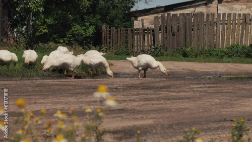 Flock of white geese on green grass. Geese eat grass. Geese walk on the farm. Breeding geese on a poultry farm. Rural landscape with thickets.