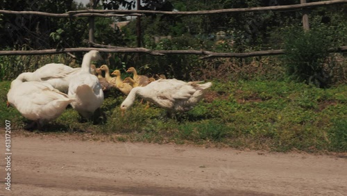 A flock of geese on green grass. Geese with goslings eat grass. Geese walk on the farm. Breeding geese on a poultry farm. Rural landscape with thickets.