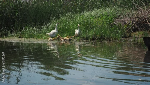 geese with goslings on the lake. Little goslings on the lake. Geese in the wild. Geese graze near the water. Little goslings swim in the water.