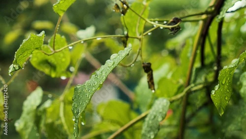 wet green leaves with drops after rain. leaves with drops in close-up. Drops drip from green leaves. Rain in the forest.