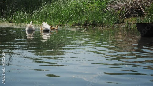 geese with goslings on the lake. Little goslings on the lake. Geese in the wild. Geese graze near the water. Little goslings swim in the water.