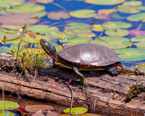 Painted Turtle Photo and Image.  Turtle close-up side view resting on a moss log in the pond with lwater lily pads in its habitat. photo