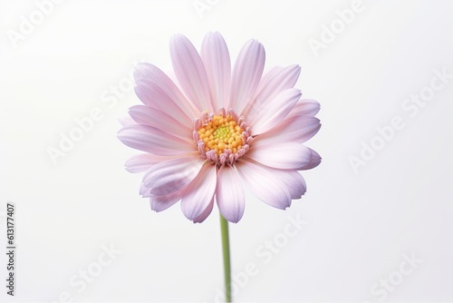 A still - life photograph of a single flower against a plain background.  Generative AI