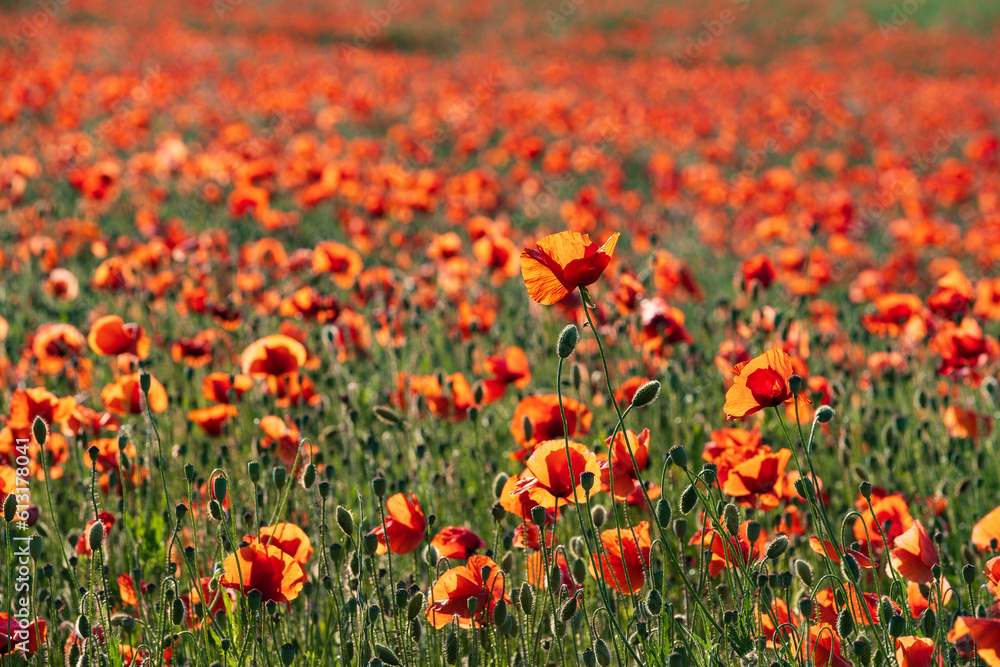 A field in full bloom with corn poppies near Frauenstein - Germany in the Rheingau