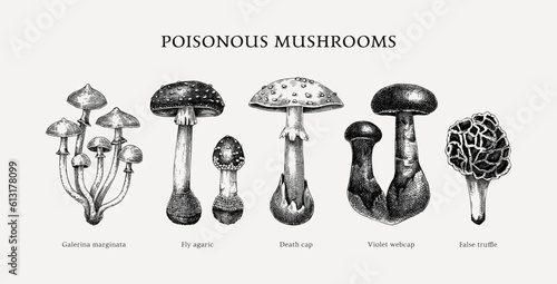 Poisonous mushrooms sketches set. Hand-drawn deadly fungus illustrations collection isolated on white. Poisonous forest plants design element